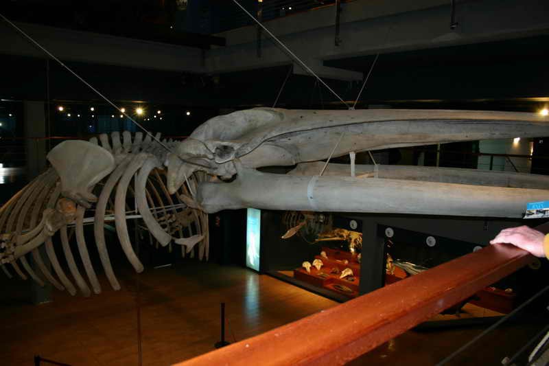 Museo Maritimo del Cantabrico Esqueleto de ballena Cantabria Cantabriarural