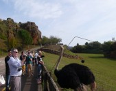 Parque de la Naturalea de Cabarceno Visitantes disfrutando de las Avestruces Cantabria Cantabriarural