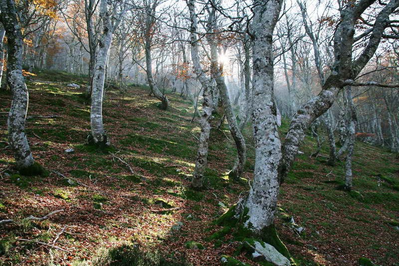 Parque Natural de los Collados del Asón Hayedo de la Zamina Cantabria Cantabriarural